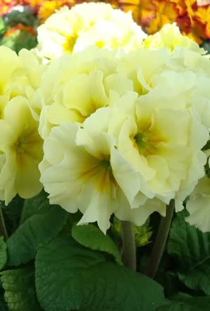 Polyanthus Showstopper Cream (1324)  